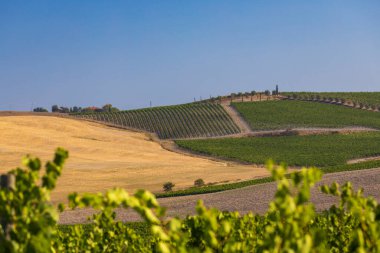 İtalya 'nın Montalcino kasabası yakınlarındaki Toskana' nın en ünlü üzüm bağları.