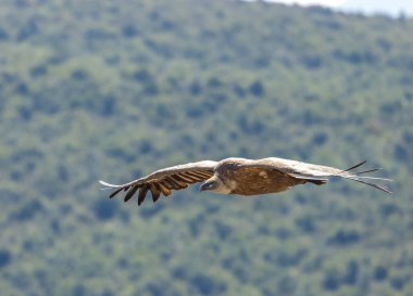 Griffon vulture in Canyon of Verdon River (Verdon Gorge) in Provence, France clipart