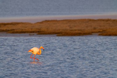 Flamingo in Parc Naturel bölgesel de Camargue, Provence, Fransa