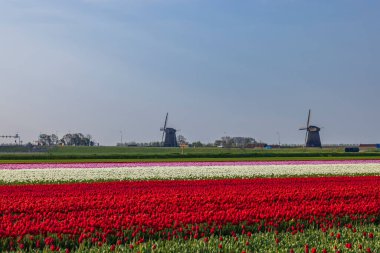 Field of tulips with windmill near Alkmaar, Netherlands