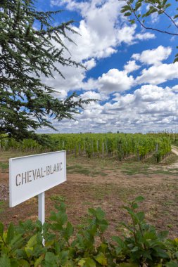 Tipik üzüm bağları (1er Grand Cru Classe A) Chateau Cheval Blanc yakınlarında