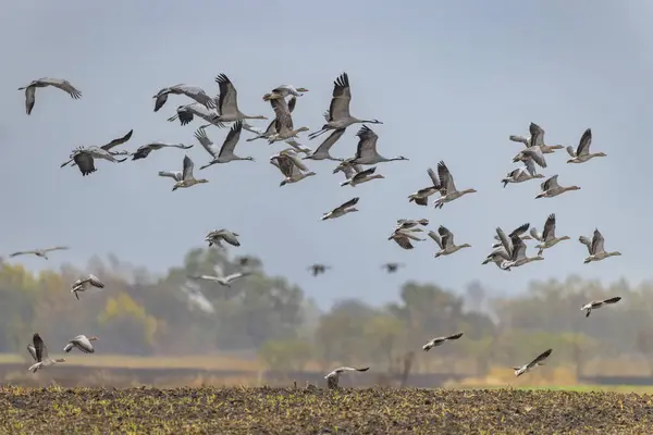 Vogelkudde Kraanvogel Trek Hortobagy National Park Unesco World Heritage Site — Stockfoto