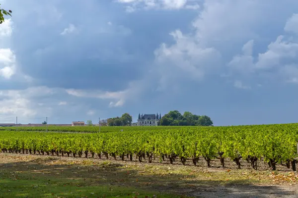 Vineyards near Margaux (Chateau Margaux), Bordeaux