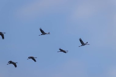 Kuş sürüsü, Common Crane, Hortobagy Ulusal Parkı, UNESCO Dünya Mirası Alanı, Puszta Avrupa, Macaristan 'daki en büyük çayır ve bozkır ekosistemlerinden biridir.