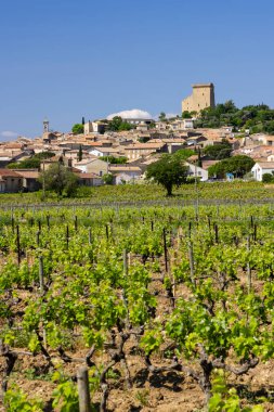 Tipik üzüm bağları, Chateauneuf-du-Pape yakınlarında taşlar.