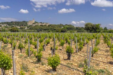 Tipik üzüm bağları, Chateauneuf-du-Pape yakınlarında taşlar.