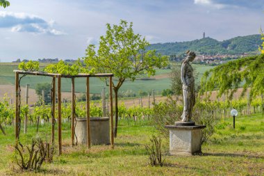 Castello di Razzano ve Alfiano Natta yakınlarındaki tipik üzüm bağları.