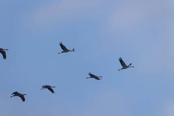 Manada Aves Grulla Común Migración Parque Nacional Hortobagy Patrimonio Humanidad — Foto de Stock