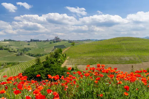 Typical Vineyard Castiglione Falletto Barolo Wine Region — Stock Photo, Image