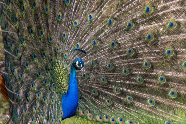 Açık tüyleriyle dans eden bir tavus kuşunun yakın plan görüntüsü