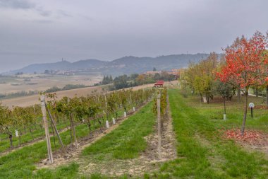 Castello di Razzano ve Alfiano Natta yakınlarındaki tipik üzüm bağları, Barolo şarap bölgesi, Piedmont bölgesi, İtalya