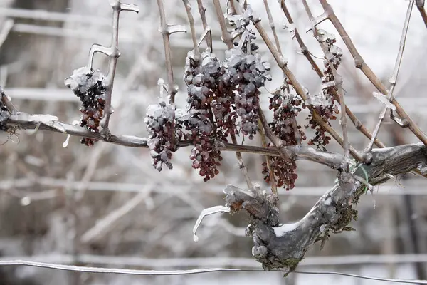 Grape Left Production Ice Wine Southern Moravia Czech Republic — 图库照片