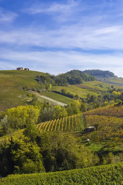 Typical Vineyard Barolo Barolo Wine Region Province Cuneo Region Piedmont — Stock Photo, Image