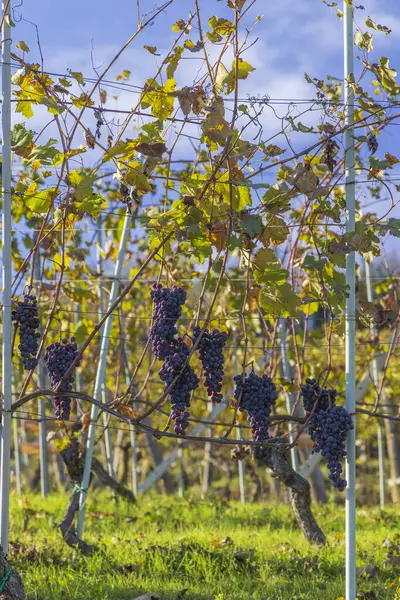 Typisk Vingård Nær Barolo Barolo Vinregion Provinsen Cuneo Regionen Piedmont – stockfoto