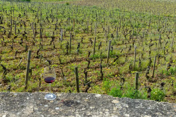 アロクス コートン近くの初春のブドウ畑のピノ ノワール赤ワインのグラス ブルゴーニュ フランス ストック写真