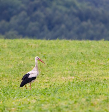 Beyaz leylek (ciconia ciconia), Karpat dağları, Doğu Slovakya