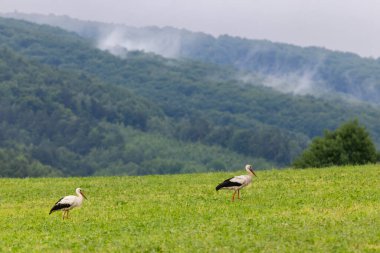 Beyaz leylek (ciconia ciconia), Karpat dağları, Doğu Slovakya