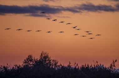 Kuş sürüsü, Common Crane, Hortobagy Ulusal Parkı, UNESCO Dünya Mirası Alanı, Puszta Avrupa, Macaristan 'daki en büyük çayır ve bozkır ekosistemlerinden biridir.