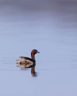 Küçük yunus (Tachybaptus ruficollis), Dehtar havuzu, Güney Bohemya, Çek Cumhuriyeti