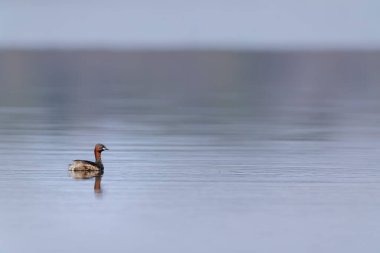 Küçük yunus (Tachybaptus ruficollis), Dehtar havuzu, Güney Bohemya, Çek Cumhuriyeti