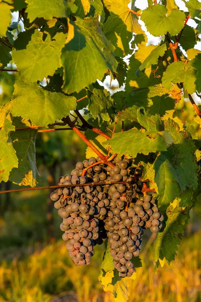 Виноградник Палавою Південна Моравія Чехія — стокове фото