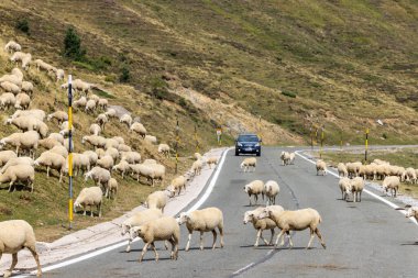Tipik Portillo de Eraize ve Col de la Pierre St Martin yakınlarındaki koyunlar, İspanya 'nın Pireneler kentindeki Fransız sınırı.