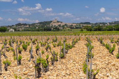 Chateauneuf-du-Pape yakınlarında taşları olan tipik üzüm bağları, Cotes du Rhone, Fransa