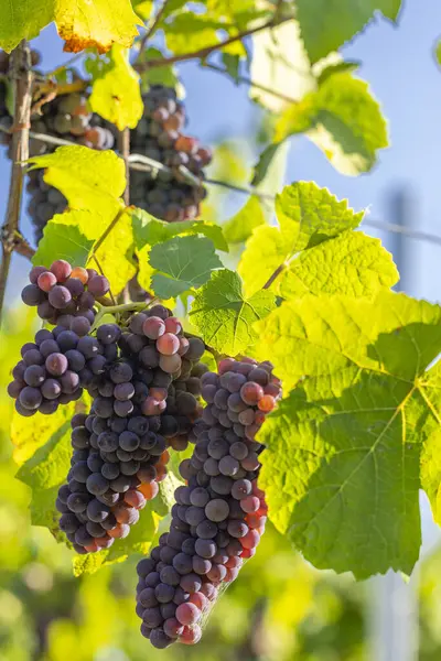 Виноградник Палавой Южная Моравия Чехия — стоковое фото