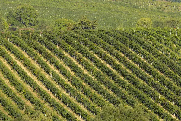 捷克共和国南摩拉维亚巴拉瓦下的葡萄园 — 图库照片