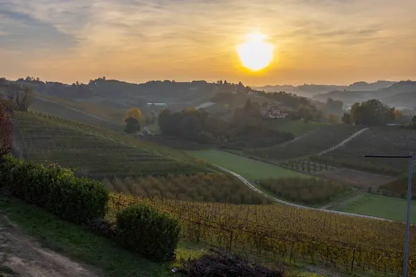 Typical Vineyard Canale Barolo Wine Region Province Cuneo Region Piedmont — Stock Photo, Image