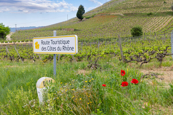 Виноградник с виноградной дорогой (Festique des Cotes du Rhone) рядом с Tain l 'Hermitage, Cotes du Rhone, Франция
