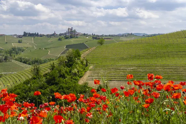 Vinha Típica Perto Castiglione Falletto Região Vinícola Barolo Província Cuneo — Fotografia de Stock