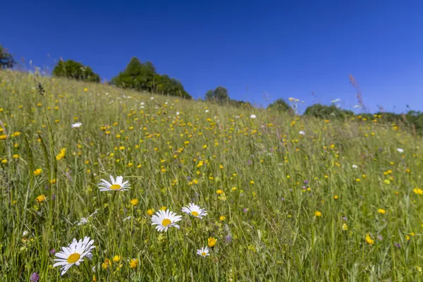 Typowy Wiosenny Krajobraz Białych Karpatach Niedaleko Starego Hrozenkova Morawy Południowe Obrazy Stockowe bez tantiem