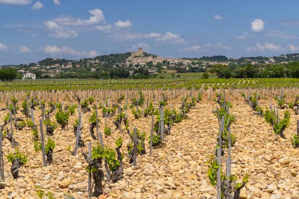 Typowa Winnica Kamieniami Pobliżu Chateauneuf Pape Cotes Rhone Francja Zdjęcie Stockowe