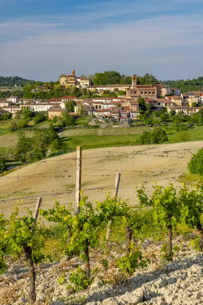 Castello Razzano Alfiano Natta Yakınlarındaki Tipik Üzüm Bağları Barolo Şarap Stok Fotoğraf
