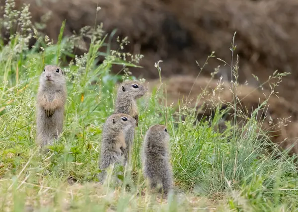 Ground Squirrel Colony Syslovisko Biele Vody National Park Muranska Planina Stock Picture