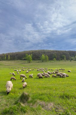 Stiavnicke Vrchy 'deki koyun sürüsü Krupinska planina, Slovakya