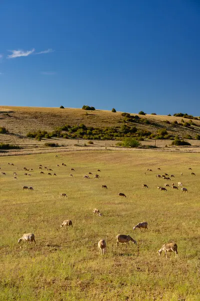 Herd Sheep Millau Occitanie Departement Aveyron France — Stock Photo, Image