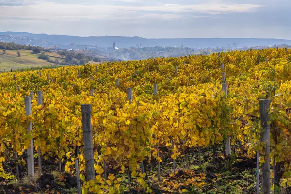 Autumn Vineyard Eger Matra Bukk Mountains Heves Hungary Royalty Free Stock Photos