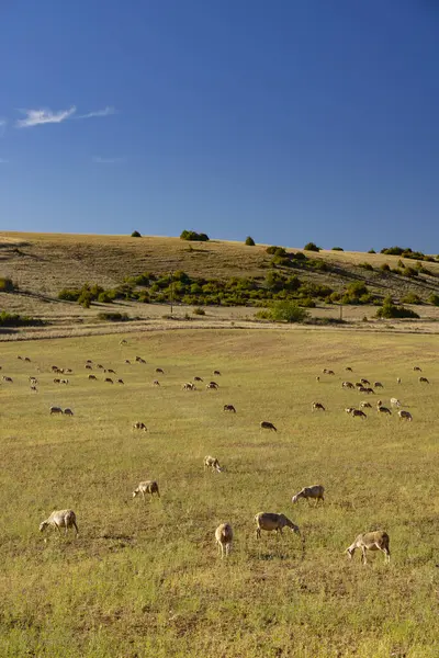 ミラウ近くの羊の群れ クーリー アヴィロン フランス ストック画像