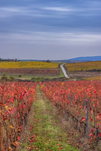 Eğer Yakınlarındaki Sonbahar Üzüm Bağı Matra Bukk Dağları Heves Macaristan Stok Fotoğraf