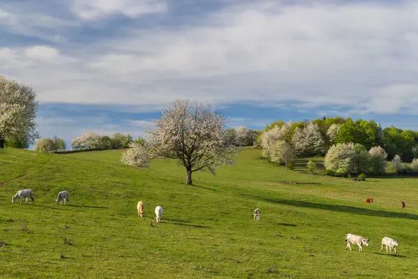 Vacche Pascolo Nel Paesaggio Primaverile Slovacchia Fotografia Stock