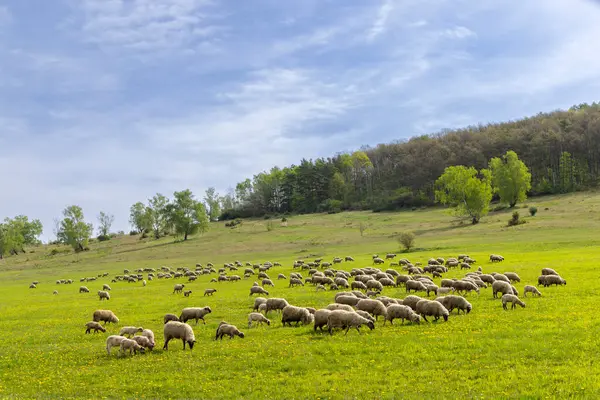 スロバキアのクルプスカプスプリーナのスティーヴニクスケの羊の群れ ロイヤリティフリーのストック写真