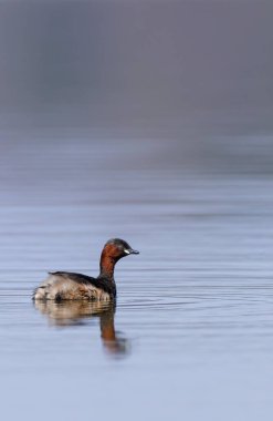 Küçük yunus (Tachybaptus ruficollis), Dehtar havuzu, Güney Bohemya, Çek Cumhuriyeti