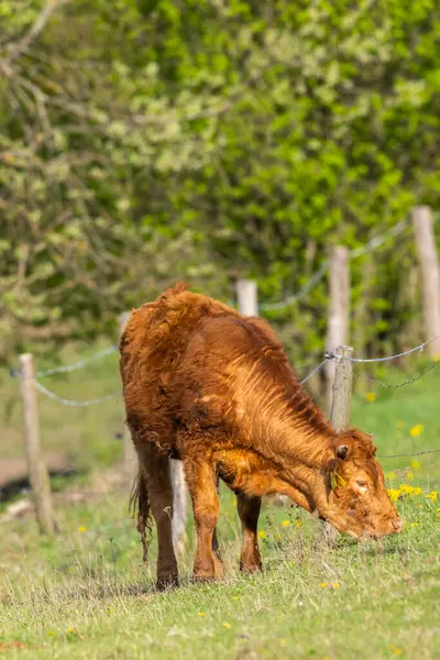 Vacas Pastos Paisaje Primaveral Eslovaquia Imágenes de stock libres de derechos