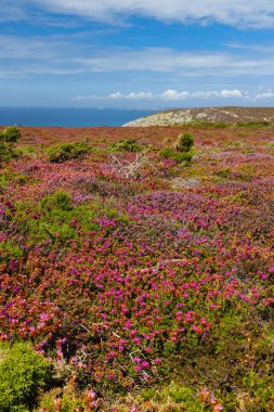 Cap de la Chevre, Crozon, Brittany, Fransa 'da manzara