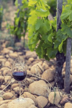 Chateauneuf-du-Pape yakınlarında taşları olan tipik üzüm bağları, Cotes du Rhone, Fransa