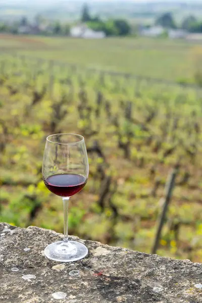 Glas Pinot Noir Rode Wijn Vroege Lente Wijngaarden Bij Aloxe — Stockfoto
