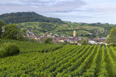 Arbois kasabası, Jura Bölümü, Fransisco-Comte, Fransa