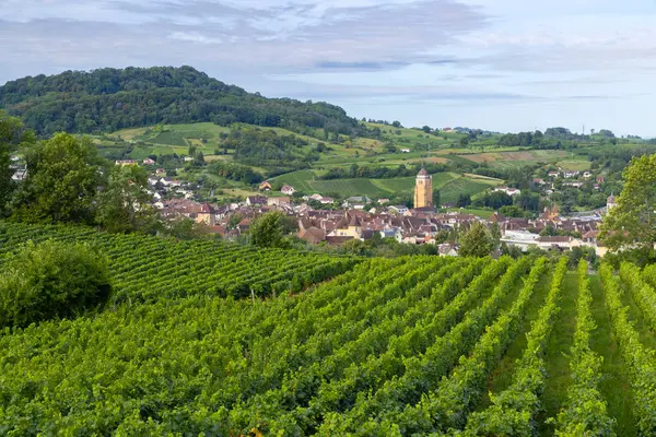 Winnice Miastem Arbois Departament Jura Franche Comte Francja — Zdjęcie stockowe